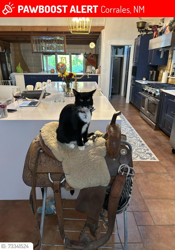 Lost Male Cat last seen Academy and stella, Corrales, NM 87048