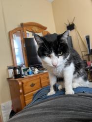 Reunited Male Cat last seen Near w 24th pl Chicago IL 60623, Chicago, IL 60623