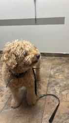 Reunited Female Dog last seen Fairview Avenue near Adath Israel Synagogue, Saint Paul, MN 55116