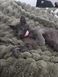 Reunited Female Cat last seen westerfield and risdon, Notting Hill, VIC 3168