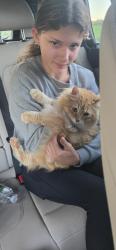 Reunited Female Cat last seen Atherton and Atlas, Davison Township, MI 48423