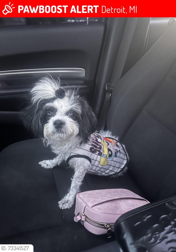 Lost Female Dog last seen Near service drive and Wyoming, Detroit, MI 48238