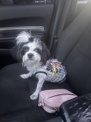 Lost Female Dog last seen Near service drive and Wyoming, Detroit, MI 48238