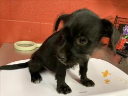 Shelter Stray Female Dog last seen Near BLOCK S MAIN ST, WICHITA KS 67213, 3303 N Hillside St, Wichita, KS 67219, USA