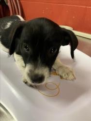 Shelter Stray Female Dog last seen Near BLOCK S MAIN ST, WICHITA KS 67213, 3303 N Hillside St, Wichita, KS 67219, USA