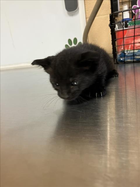 Shelter Stray Unknown Cat last seen Near BLOCK E MACARTHUR RD, WICHITA KS 67216, 3303 N Hillside St, Wichita, KS 67219, USA