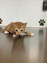 Shelter Stray Unknown Cat last seen Near BLOCK E MACARTHUR RD, WICHITA KS 67216, 3303 N Hillside St, Wichita, KS 67219, USA