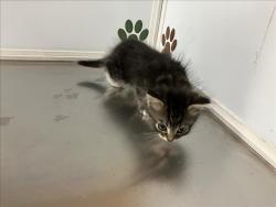 Shelter Stray Unknown Cat last seen Near BLOCK E 31ST ST S, WICHITA KS 67216, 3303 N Hillside St, Wichita, KS 67219, USA