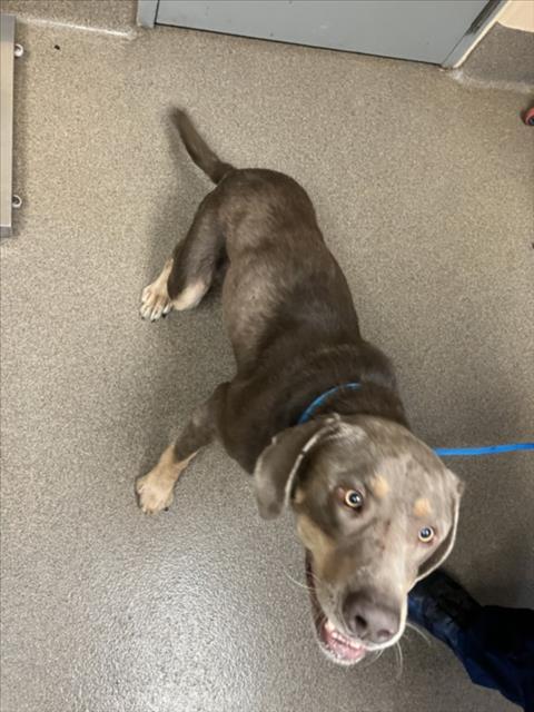 Shelter Stray Male Dog last seen Near BLOCK N FRIAR LN, WICHITA KS 67204, 3303 N Hillside St, Wichita, KS 67219, USA