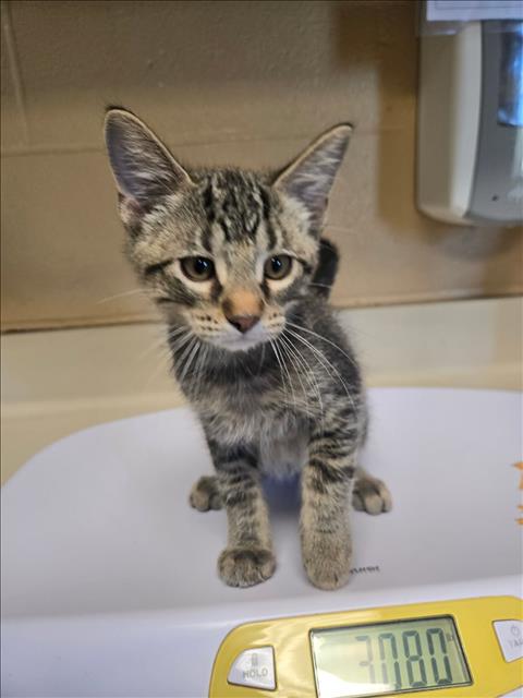 Shelter Stray Male Cat last seen Near BLOCK N HIGHLAND PARK DR, MULVANE KS 67110, 3303 N Hillside St, Wichita, KS 67219, USA