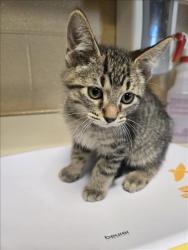 Shelter Stray Male Cat last seen Near BLOCK N HIGHLAND PARK DR, MULVANE KS 67110, 3303 N Hillside St, Wichita, KS 67219, USA