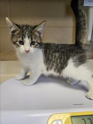 Shelter Stray Unknown Cat last seen Near BLOCK N HIGHLAND PARK DR, MULVANE KS 67110, 3303 N Hillside St, Wichita, KS 67219, USA