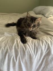 Lost Male Cat last seen Ponderosa neighborhood, Spokane Valley, WA 99206