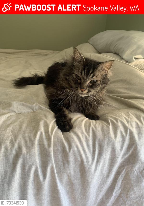 Lost Male Cat last seen Ponderosa neighborhood, Spokane Valley, WA 99206