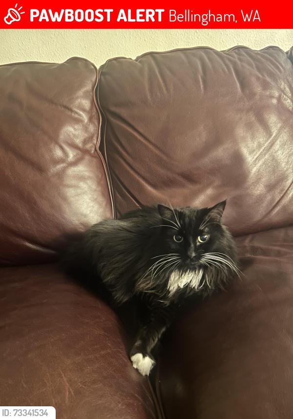 Lost Female Cat last seen Kramer and Aletha Ln., Bellingham, WA 98226