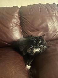 Lost Female Cat last seen Kramer and Aletha Ln., Bellingham, WA 98226