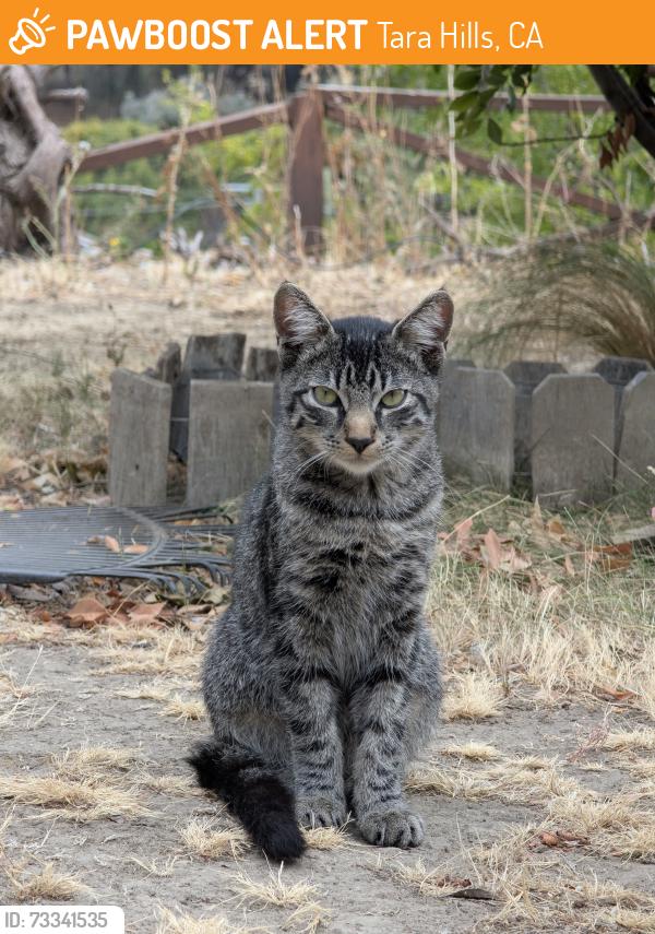 Found/Stray Male Cat last seen In backyard, Tara Hills, CA 94806