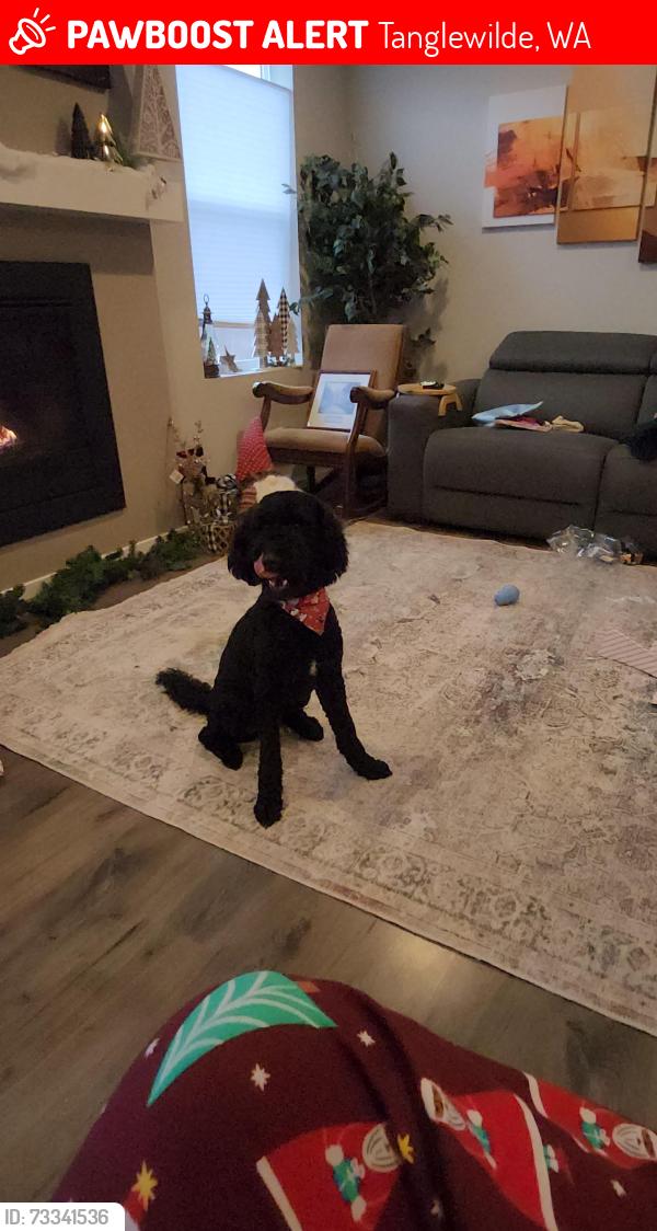 Lost Male Dog last seen Near petco, then tanglewilde, Tanglewilde, WA 98513