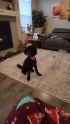 Lost Male Dog last seen Near petco, then tanglewilde, Tanglewilde, WA 98513