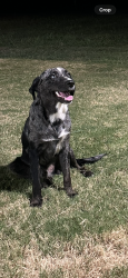 Reunited Male Dog last seen Coach light, Willaby, New Caney, TX 77357