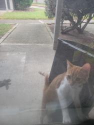 Found/Stray Male Cat last seen Avenida La Quinta St and Briarwest, Houston, TX 77077