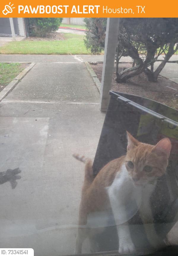 Found/Stray Male Cat last seen Avenida La Quinta St and Briarwest, Houston, TX 77077