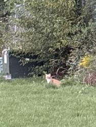 Found/Stray Unknown Cat last seen By mailbox, Madison, WI 53718