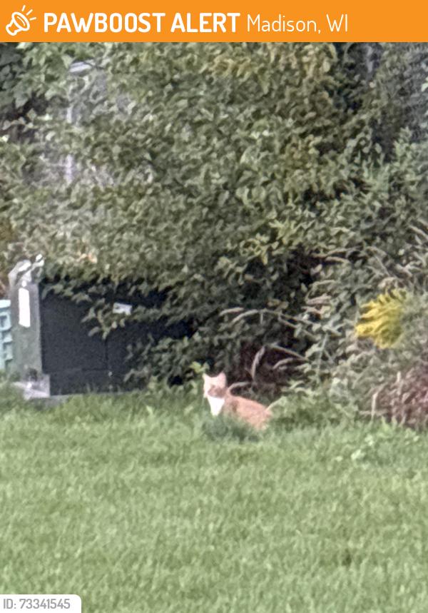 Found/Stray Unknown Cat last seen By mailbox, Madison, WI 53718