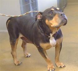 Shelter Stray Female Dog last seen FULTON AVE/HURLEY WAY, SACRAMENTO CA 95825, 3839 Bradshaw Rd, Sacramento, CA 95827, USA