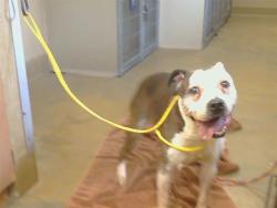 Shelter Stray Female Dog last seen FULTON AVE/HURLEY WAY, SACRAMENTO CA 95825, 3839 Bradshaw Rd, Sacramento, CA 95827, USA