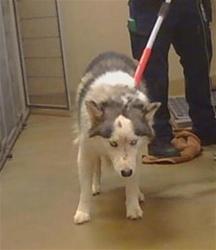 Shelter Stray Male Dog last seen FULTON AVE/EDISON AVE, SACRAMENTO CA 95821, 3839 Bradshaw Rd, Sacramento, CA 95827, USA