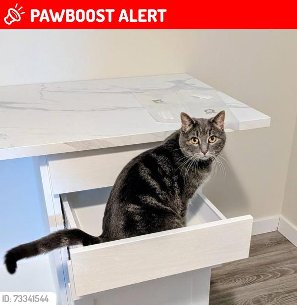 Lost Female Cat last seen Near range road 275, Spruce Grove, AB T7X 3S6