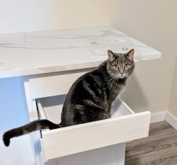 Lost Female Cat last seen Near range road 275, Spruce Grove, AB T7X 3S6
