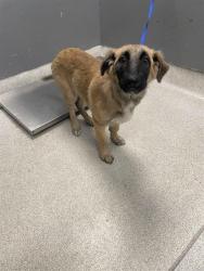 Shelter Stray Female Dog last seen Near BLOCK ORCHARD POND RD, TALLAHASSEE FL 32303, 1125 Easterwood Dr, Tallahassee, FL 32311, USA
