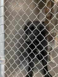 Shelter Stray Female Dog last seen Near BLOCK ORCHARD POND RD, TALLAHASSEE FL 32303, 1125 Easterwood Dr, Tallahassee, FL 32311, USA