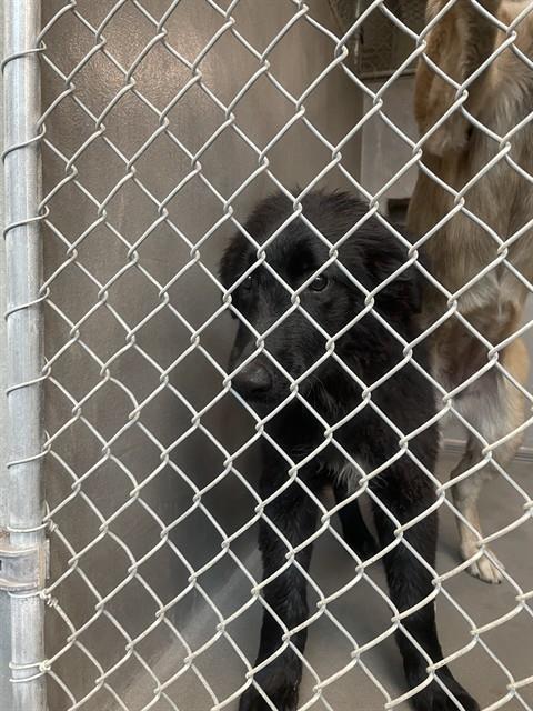 Shelter Stray Female Dog last seen Near BLOCK ORCHARD POND RD, TALLAHASSEE FL 32303, 1125 Easterwood Dr, Tallahassee, FL 32311, USA