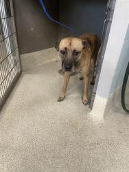 Shelter Stray Male Dog last seen Near BLOCK MUSEUM RD, TALLAHASSEE FL 32310, 1125 Easterwood Dr, Tallahassee, FL 32311, USA