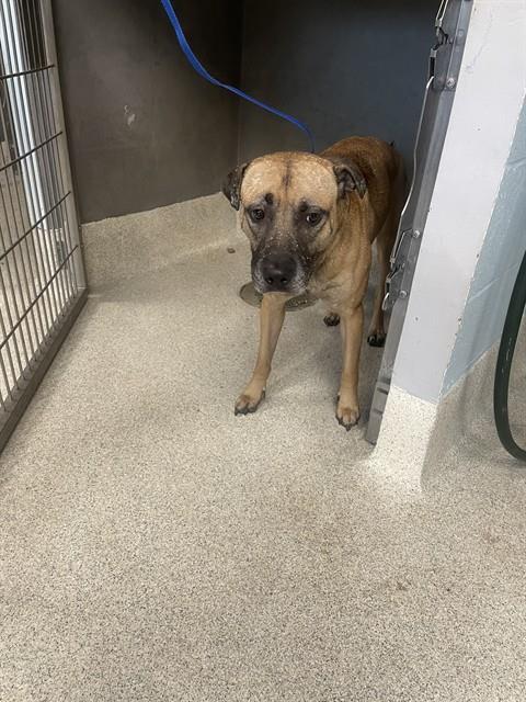 Shelter Stray Male Dog last seen Near BLOCK MUSEUM RD, TALLAHASSEE FL 32310, 1125 Easterwood Dr, Tallahassee, FL 32311, USA