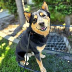 Shelter Stray Male Dog last seen Near BLK PINE AVE, LB 90813, 7700 E Spring St, Long Beach, CA 90815, USA