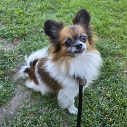 Shelter Stray Male Dog last seen Near BLOCK BLCK E WILLOW ST, LONG BEACH, CA 90815, 7700 E Spring St, Long Beach, CA 90815, USA