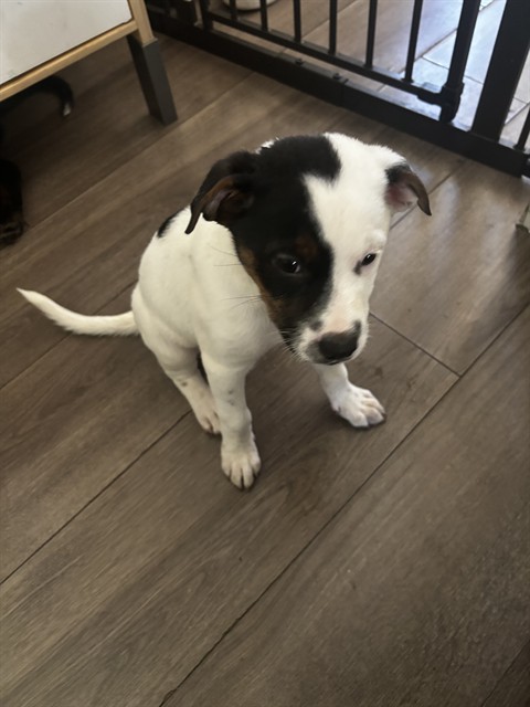 Shelter Stray Unknown Dog last seen Near BLK E 10TH ST, LB 90813, 7700 E Spring St, Long Beach, CA 90815, USA