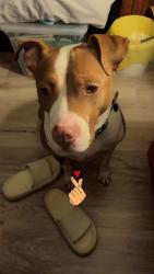 Lost Male Dog last seen Black hawk ranch, Rock Hill, SC 29732
