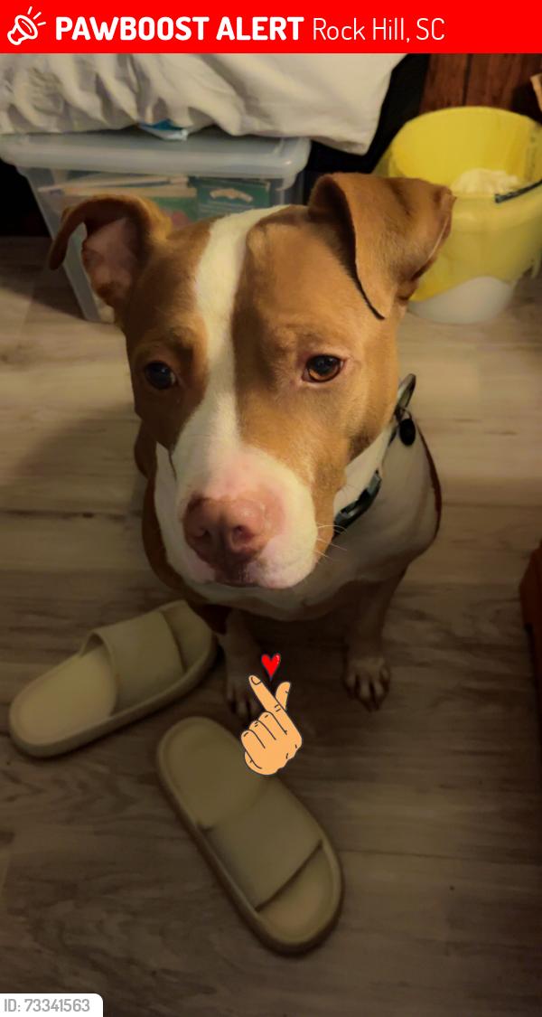 Lost Male Dog last seen Black hawk ranch, Rock Hill, SC 29732