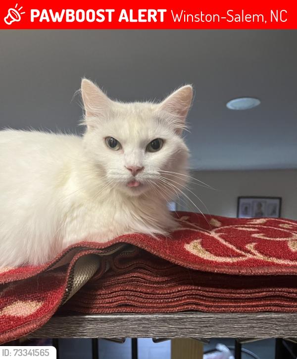 Lost Female Cat last seen Willowee Rd, Winston-Salem, NC 27127