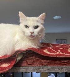 Lost Female Cat last seen Willowee Rd, Winston-Salem, NC 27127