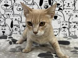 Shelter Stray Female Cat last seen , 957 N Gaffey St, San Pedro, CA 90731, USA