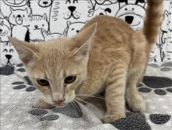 Shelter Stray Male Cat last seen , 957 N Gaffey St, San Pedro, CA 90731, USA