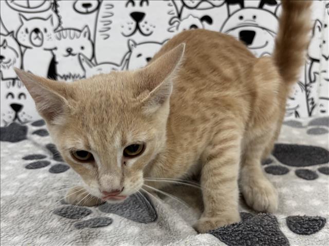 Shelter Stray Male Cat last seen , 957 N Gaffey St, San Pedro, CA 90731, USA