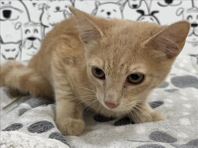Shelter Stray Male Cat last seen , 957 N Gaffey St, San Pedro, CA 90731, USA