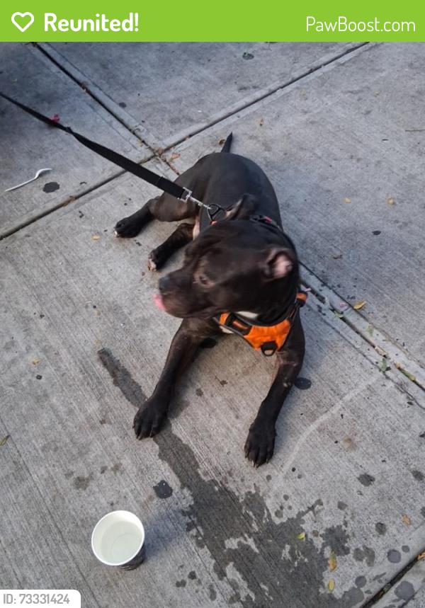 Reunited Male Dog last seen Willis ave and 136th street corner store, The Bronx, NY 10454